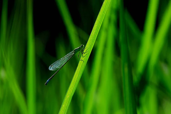 Lähikuva Makro Näkymä Sudenkorento Hyönteinen — kuvapankkivalokuva