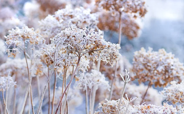 Крижані Квіти Зими — стокове фото