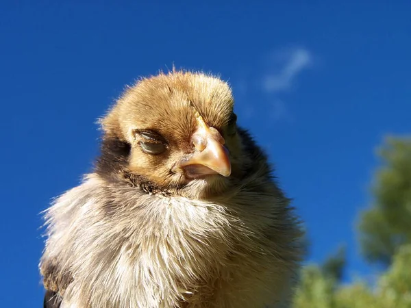 Schilderachtig Uitzicht Prachtige Vogel Natuur — Stockfoto