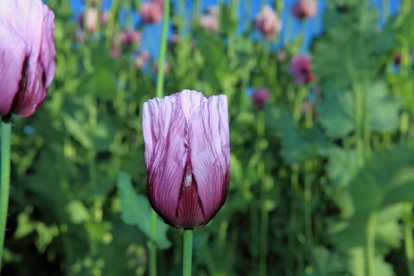 purple poppy flower - purple poppy bloom