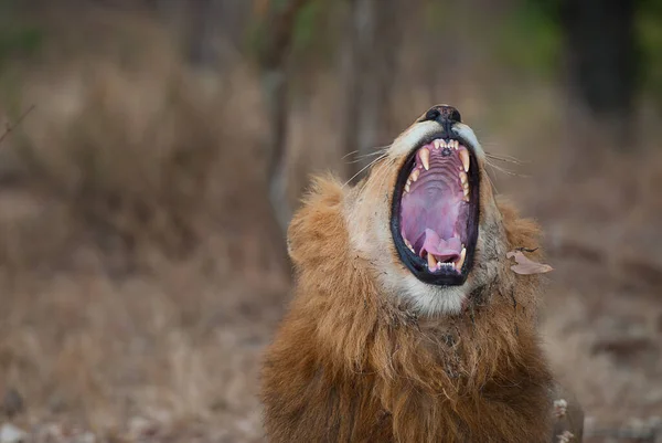 Λιοντάρι Στο Πάρκο Kruger — Φωτογραφία Αρχείου