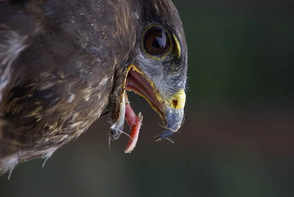 Vue Panoramique Sur Majestueux Prédateur Buzzard — Photo