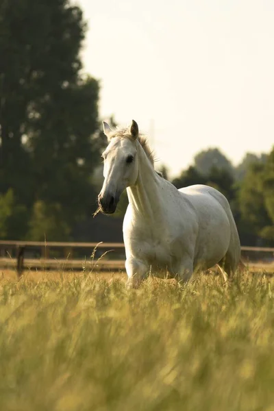 Λευκό Άλογο Τρέχει Στο Πεδίο — Φωτογραφία Αρχείου