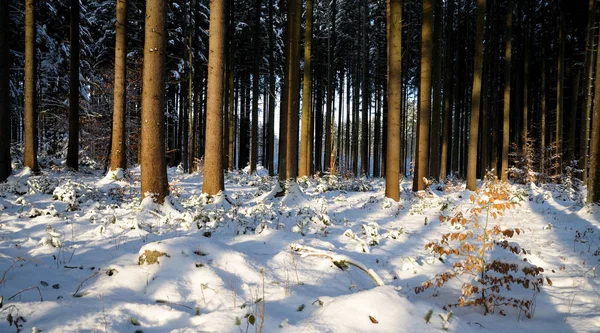 Zimowy Las Drzewami Pokryte Śniegiem Lasy Krajobraz — Zdjęcie stockowe