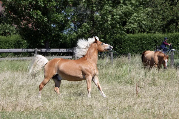 Haflinger Auf Einer Weide — Stockfoto