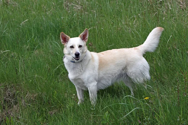 Porträtt Söt Hund — Stockfoto