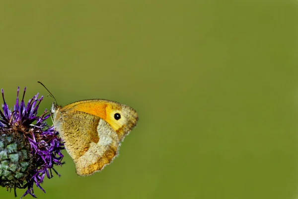 野生の自然界での虫の接近 — ストック写真