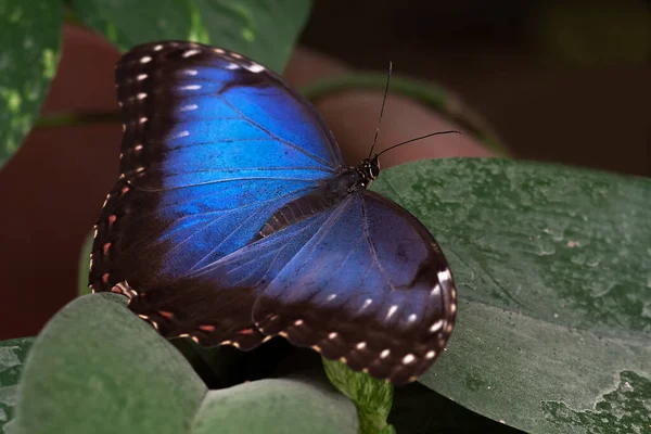 Closeup View Exotic Beautiful Falter — Stock Photo, Image