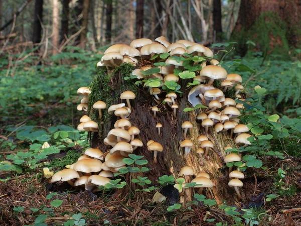 Cultivo Cogumelos Botânica Flora Fungo — Fotografia de Stock