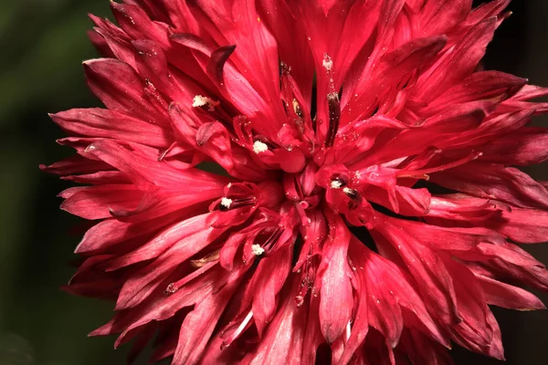 Чёрный Рубиновый Васильковый Цветок — стоковое фото