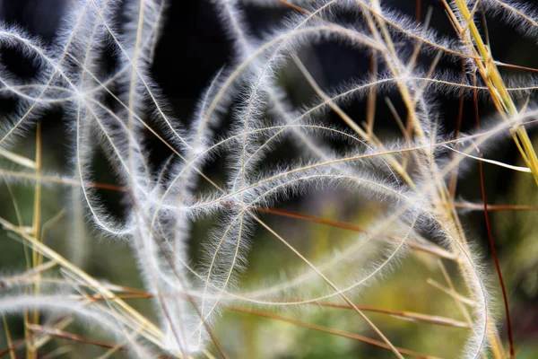 Cactus Tuin — Stockfoto