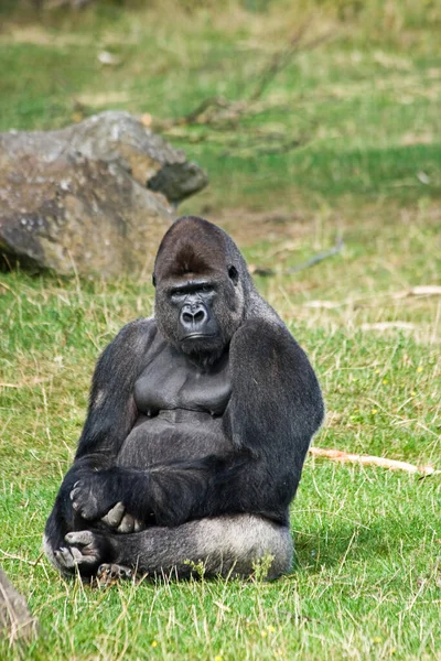 Gorila Animal Macaco Macaco Flora Tropical Fauna — Fotografia de Stock
