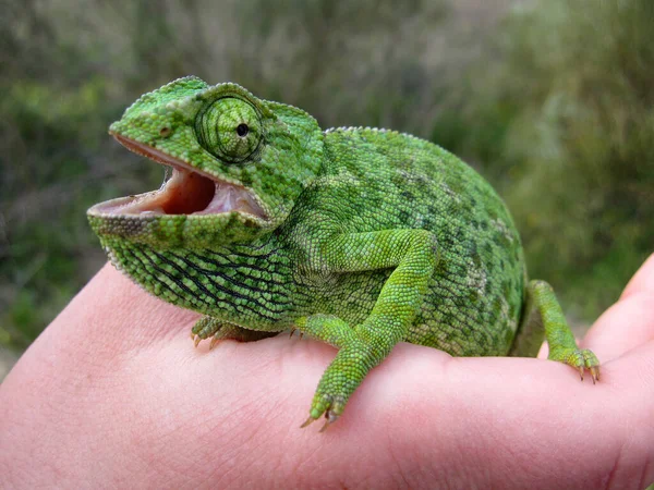 Chameleon Animal Tropical Lizard Reptile — Stock Photo, Image