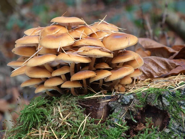 버섯의 식물성 — 스톡 사진