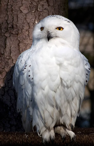 Uccello Gufo Della Neve Piume Uccello Bianco — Foto Stock