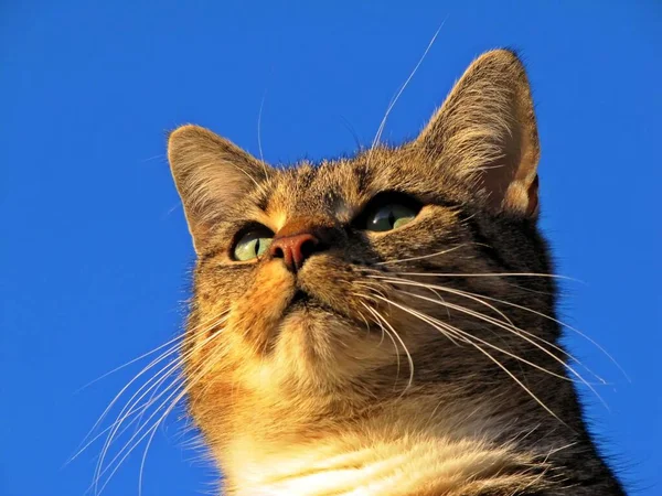 Retrato Gato Bonito — Fotografia de Stock