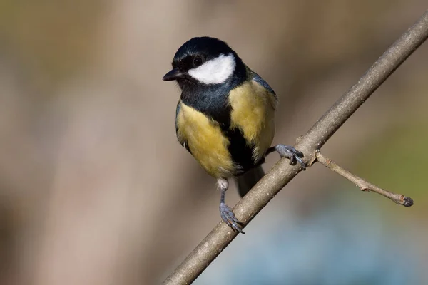 Γραφική Θέα Της Όμορφης Titmouse Πουλί — Φωτογραφία Αρχείου