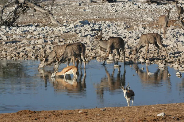 Kudu Antelope Djur Vilda Djur Natur Fauna — Stockfoto