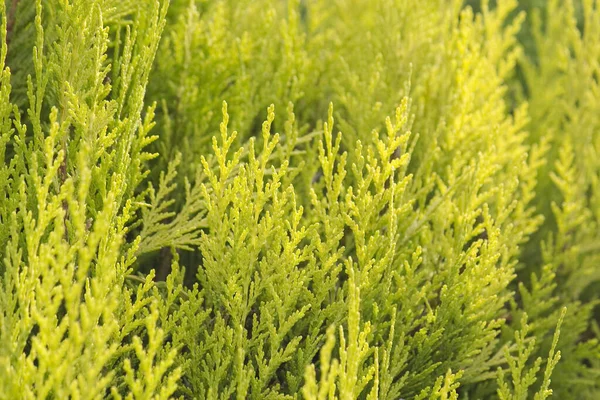 Bella Flora Giardino Natura — Foto Stock