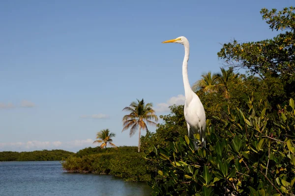 Great White Egret Florida — Stock Photo, Image