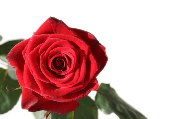 Κόκκινο Τριαντάφυλλο Freigestellt — Φωτογραφία Αρχείου