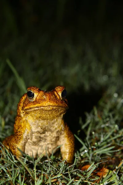 Krötenreptil Frosch Amphibientier — Stockfoto