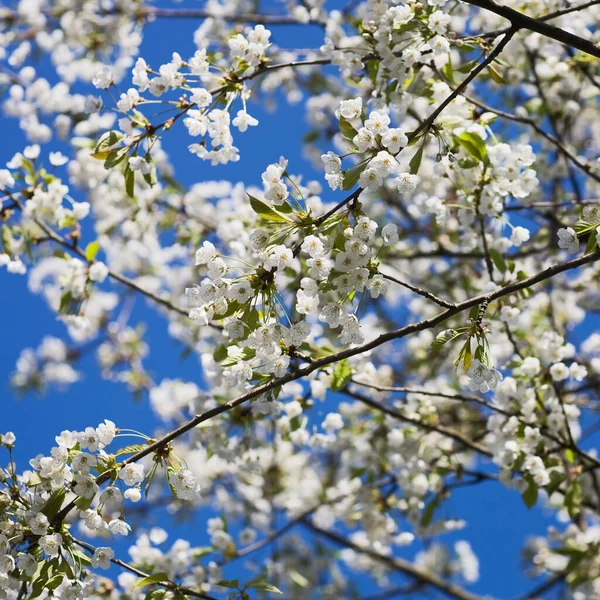 春の花びら — ストック写真