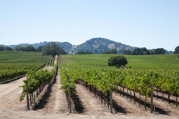 Vino País Napa Valle Nappa Usa —  Fotos de Stock