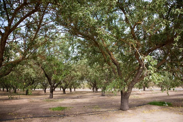 Almond Tree Plantation Usa — Stock Photo, Image