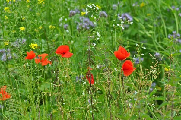 Närbild Vackra Vilda Vallmo Blommor — Stockfoto