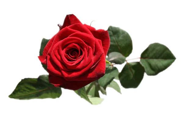 Rosa Rossa Libera — Foto Stock