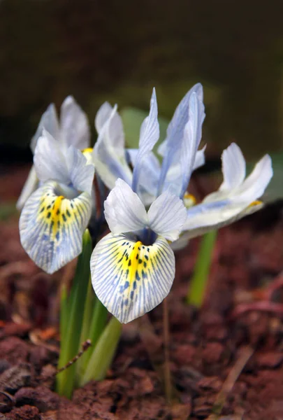 Vista Panorámica Hermosa Flor Del Iris — Foto de Stock