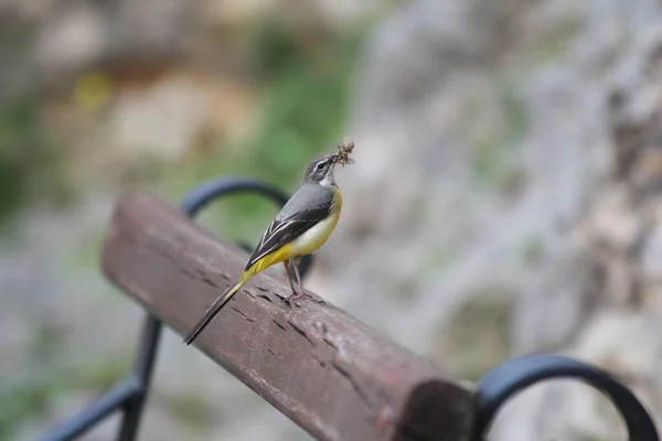 Wagtail Cinza Parque Nacional Krka Croácia — Fotografia de Stock