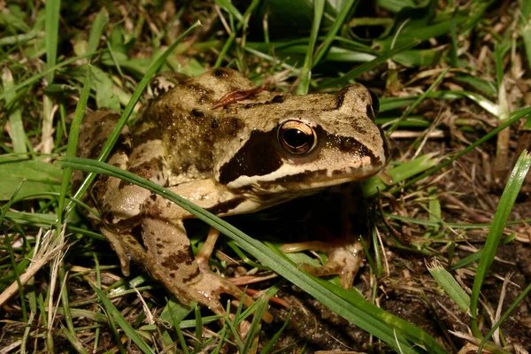 일반적인 개구리 Rana Temporaria — 스톡 사진