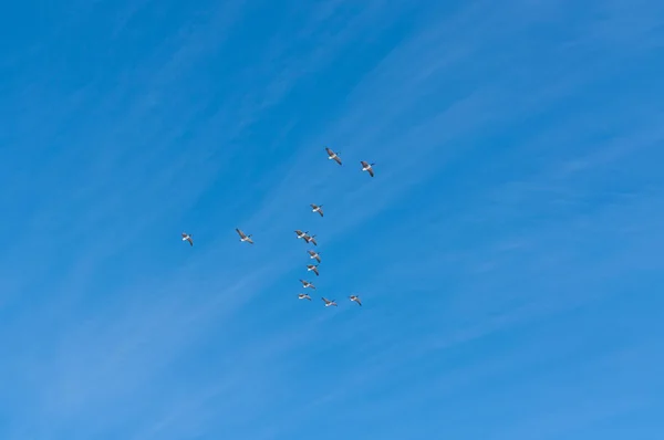 Flock Canada Geese Flight — Stock Photo, Image