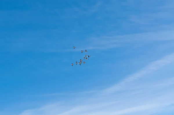 Schwarm Kanadagänse Flug — Stockfoto