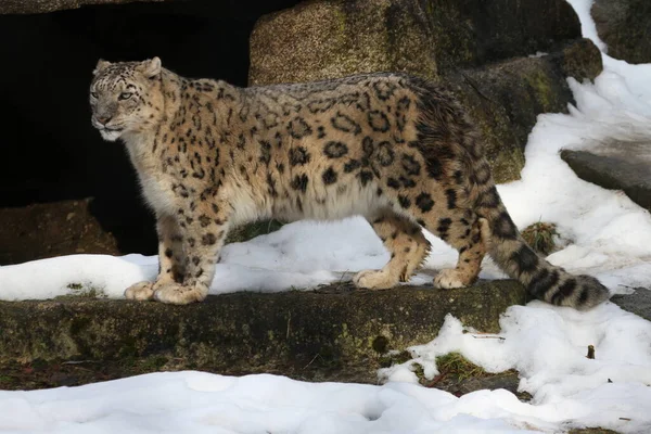 Λεοπάρδαλη Χιόνι Αρπακτικό Ζώο Γάτα — Φωτογραφία Αρχείου