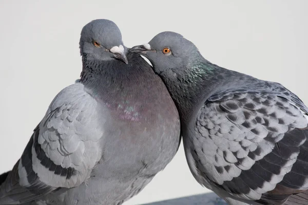 Malerischer Blick Auf Taubenvögel — Stockfoto