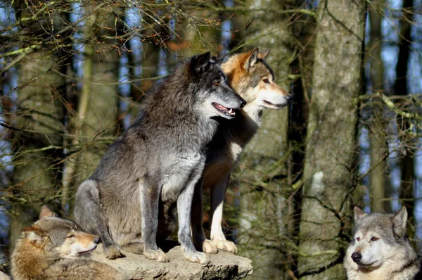 Lobos Salvajes Hábitat Natural — Foto de Stock