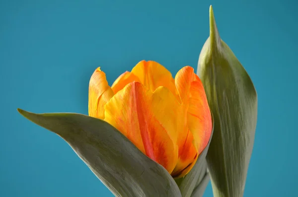 Flores Tulipa Primavera Pétalas Flora — Fotografia de Stock