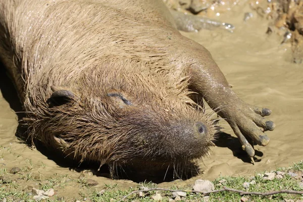 Een Grizzly Beer Dierentuin — Stockfoto