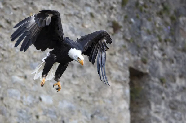 scenic view of majestic bald eagle at wild nature