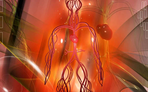 Sistema Vascular Órganos Humanos — Foto de Stock