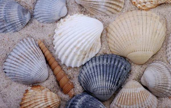 Muschel Wassermollusk — Stockfoto