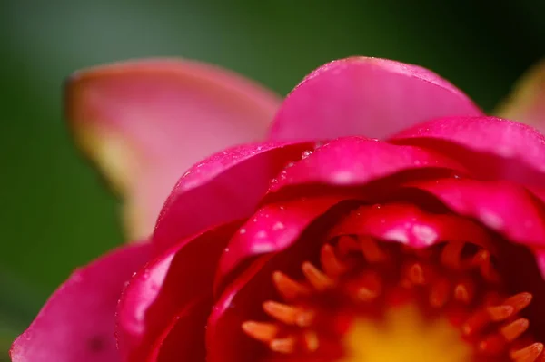 Seerose Blütenblätter Teichflora — Stockfoto