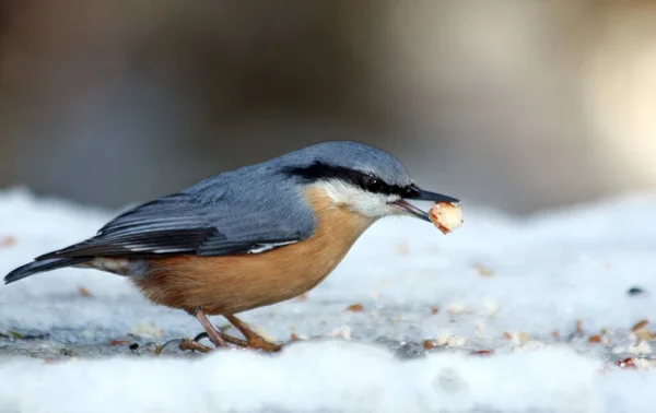 Festői Kilátás Gyönyörű Nuthatch Madár — Stock Fotó