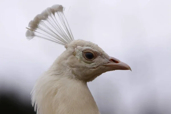 Vacker Utsikt Över Påfågel Vilda Livet — Stockfoto