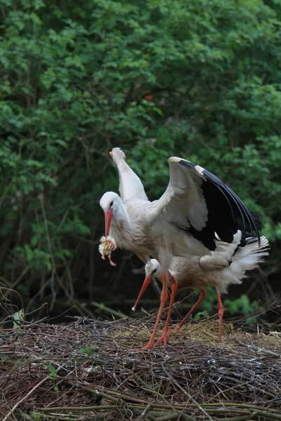 Utsiktspunkt Fra Hvit Stork Vill Natur – stockfoto