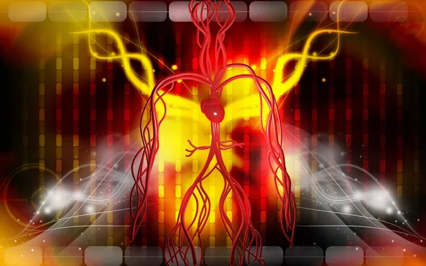 Sistema Vascular Órgãos Humanos — Fotografia de Stock