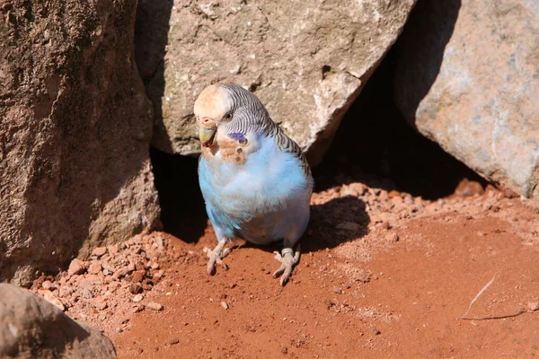 Festői Kilátás Színes Budgerigar Papagájok — Stock Fotó